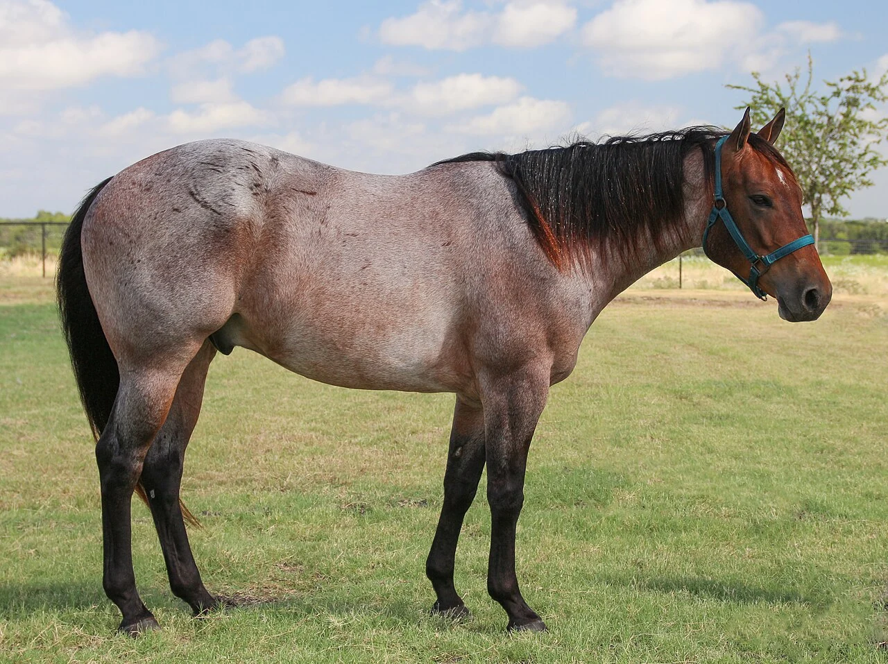 Rot stichelhaariges Quarter Horse auf einer Weide