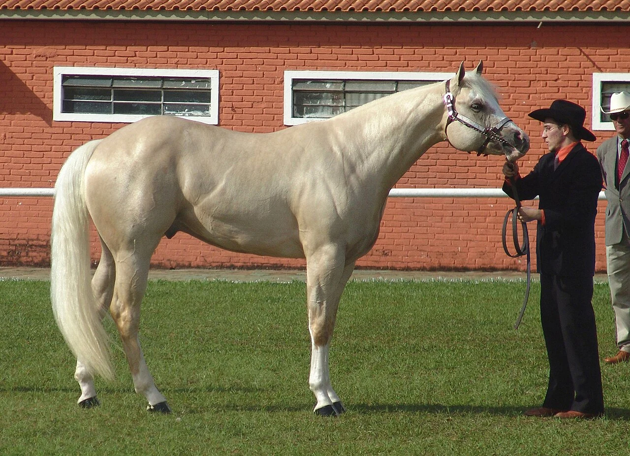 Palominofarbener Quarter-Horse-Hengst bei einer Vorstellung