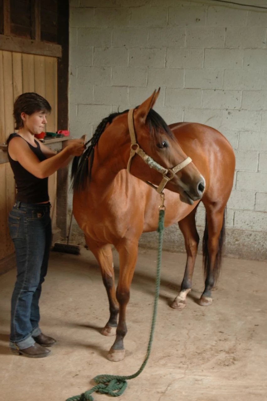 Eine Frau flicht die Mähne einer braunen Quarter-Horse-Stute