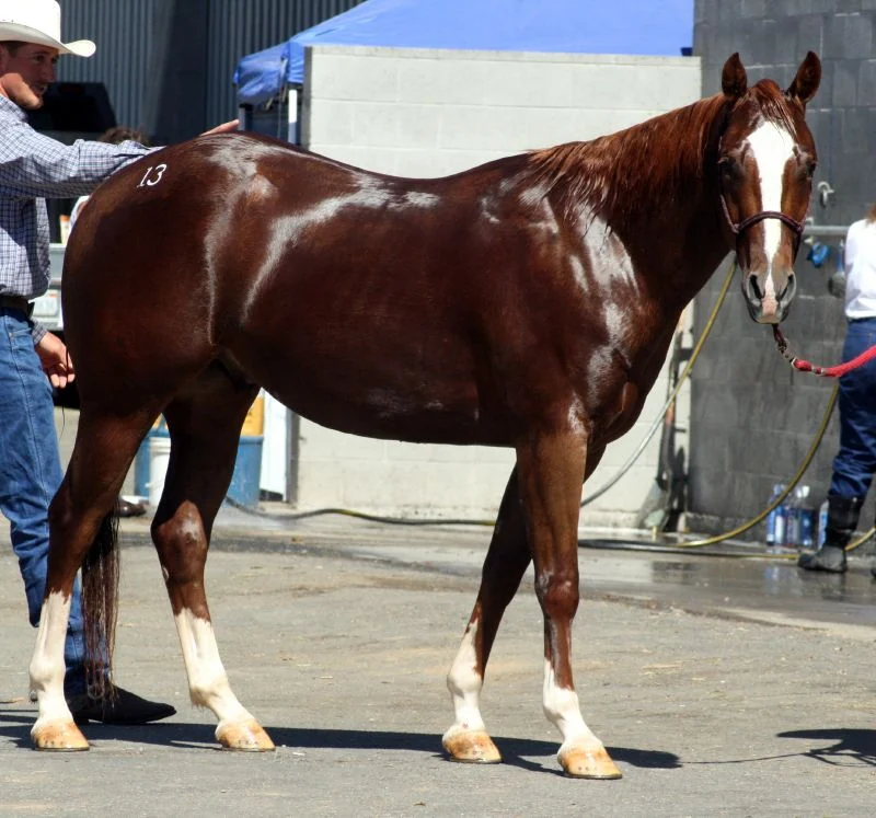 Fuchsfarbener Quarter-Horse-Wallach bei einer Veranstaltung