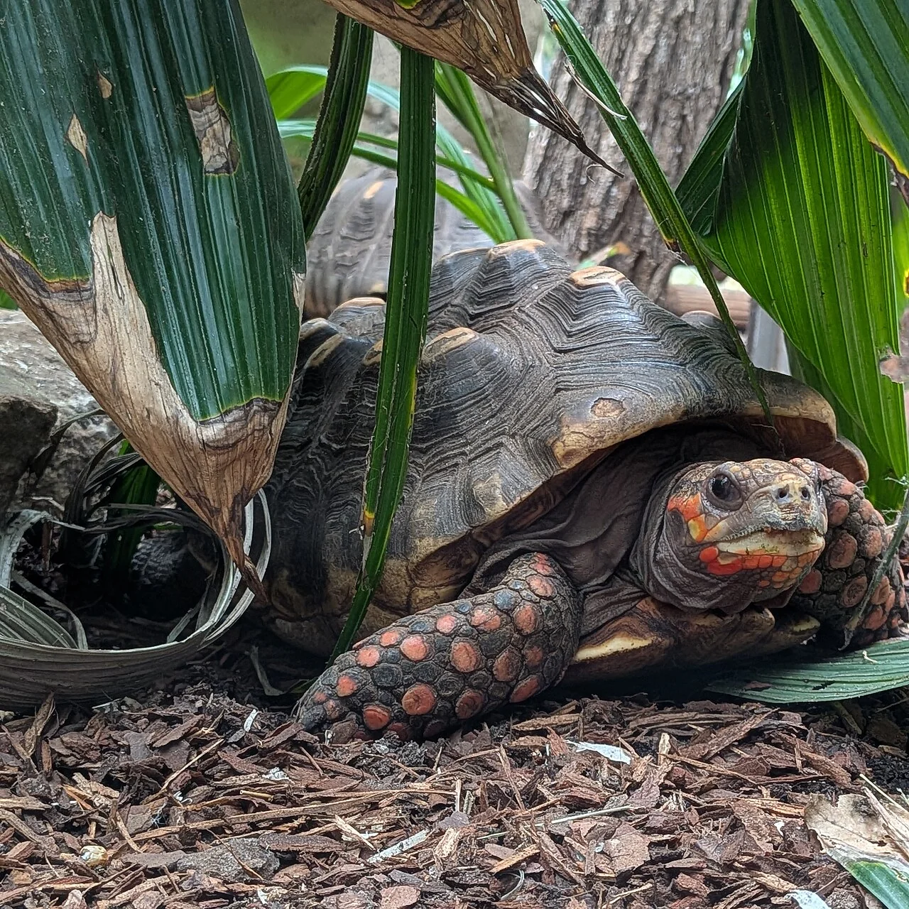 Red-footed tortoise sheltered beneath large leaves