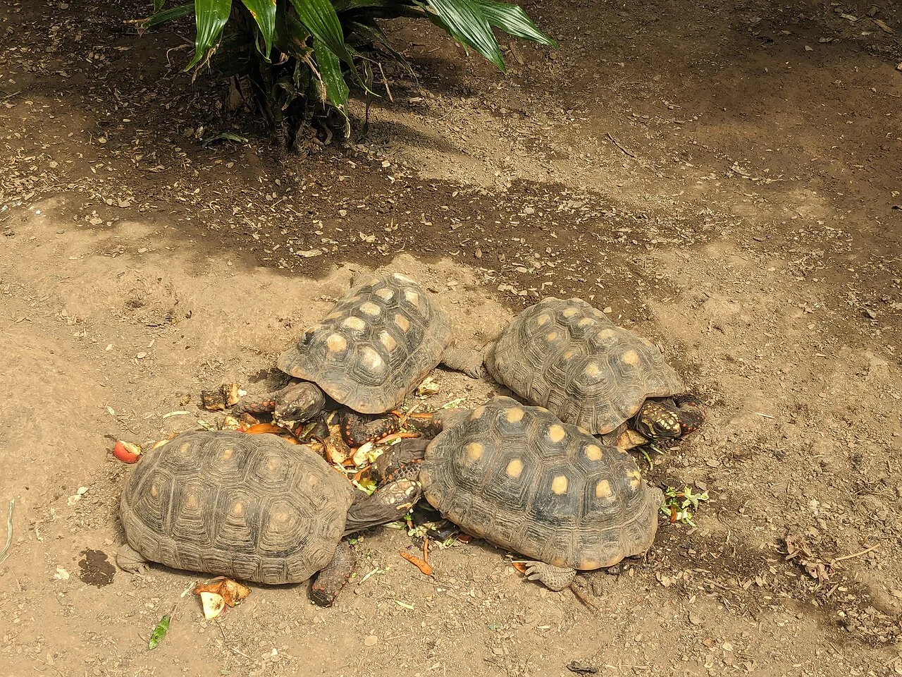 Several red-footed tortoises foraging