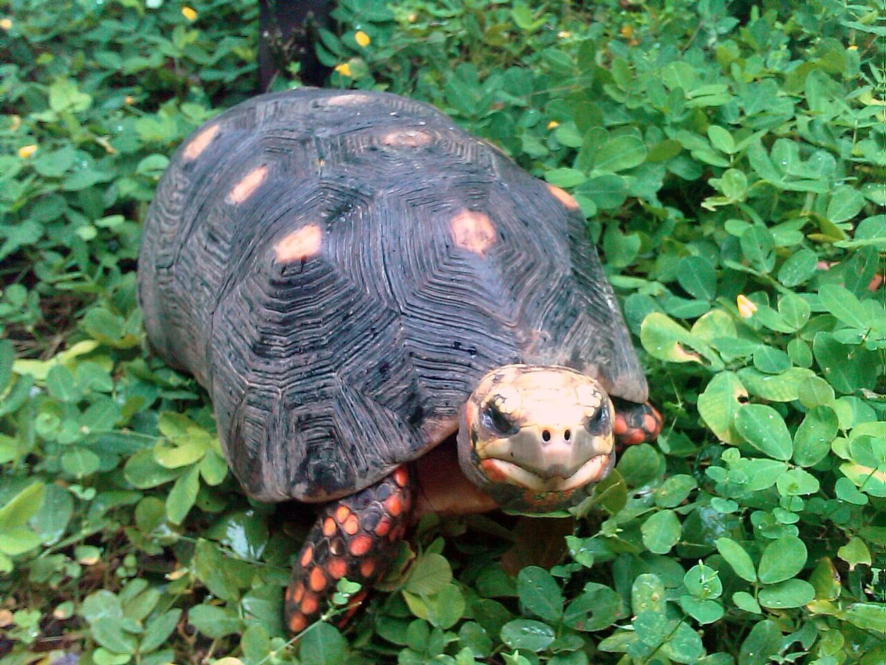 Red-footed tortoise among ground-covering leaves