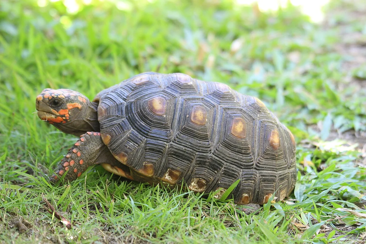 Köhlerschildkröte mit roten Beinschuppen im Gras
