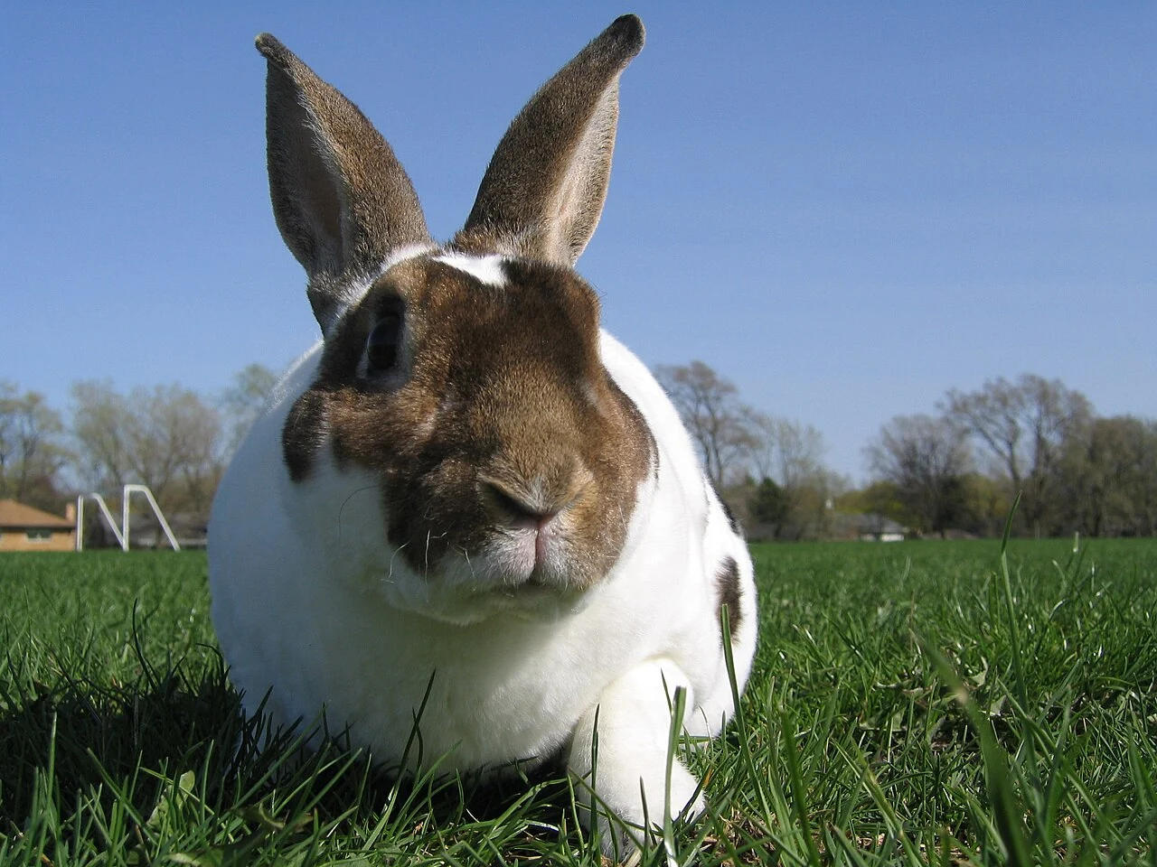 Brown and white broken-pattern Rex rabbit in a meadow