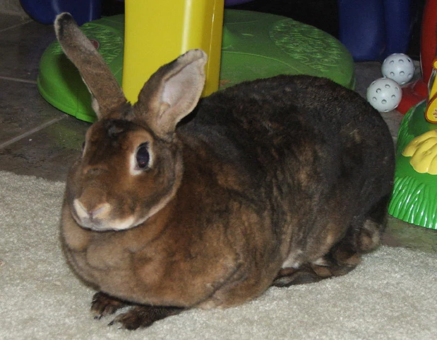 Castor-coloured Mini Rex rabbit on a carpet