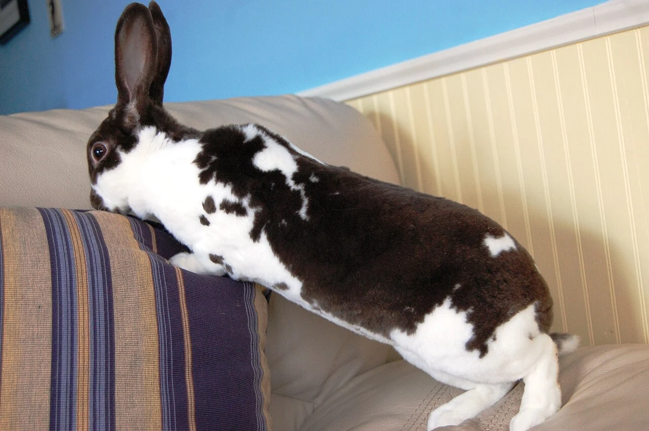 Brown and white broken-pattern Mini Rex rabbit on a sofa cushion
