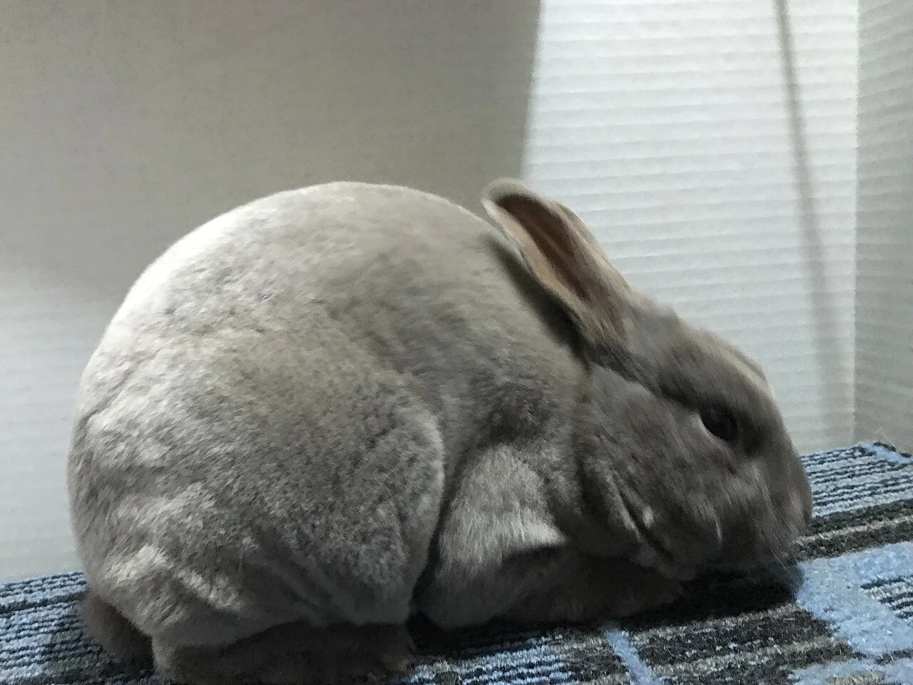 Lilac Mini Rex rabbit grooming on a rug