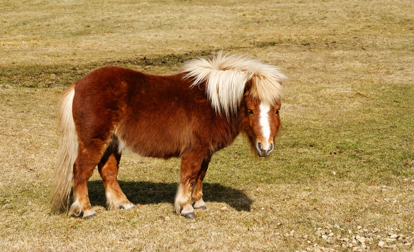 Braunes Shetlandpony auf einer Wiese