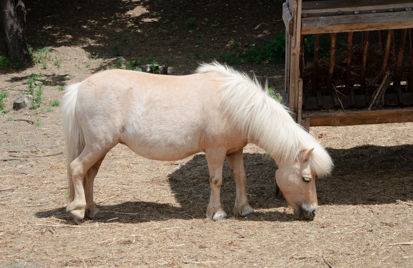 Helles Shetlandpony mit dichter Mähne beim Grasen