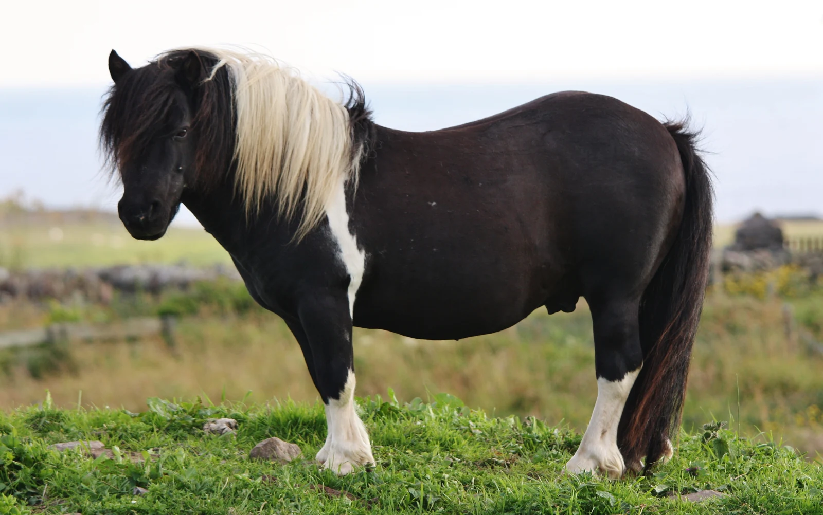 Schwarz-weißes Shetlandpony auf einer Weide