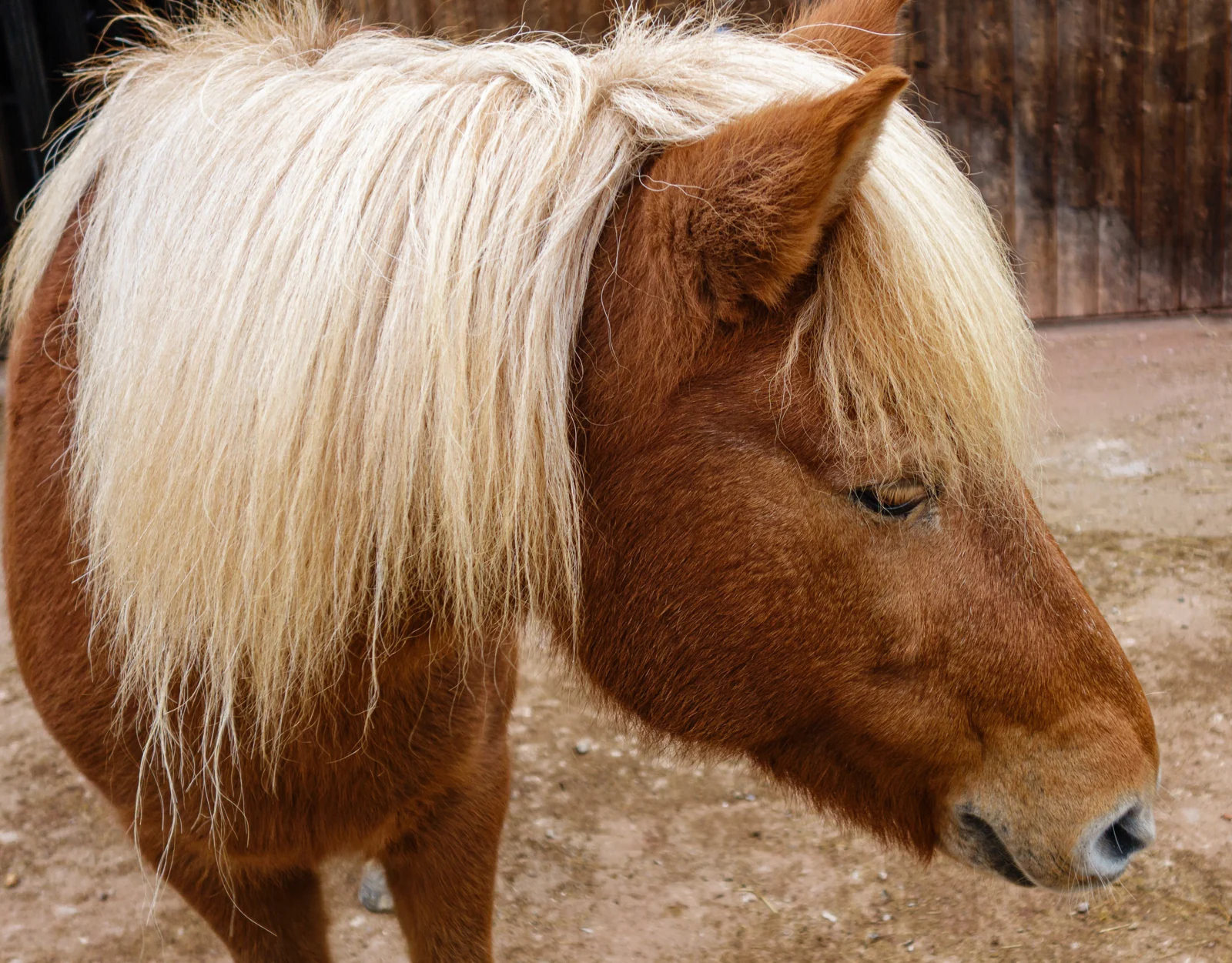 Gesicht eines fuchsfarbenen Shetlandponys mit langem Schopf