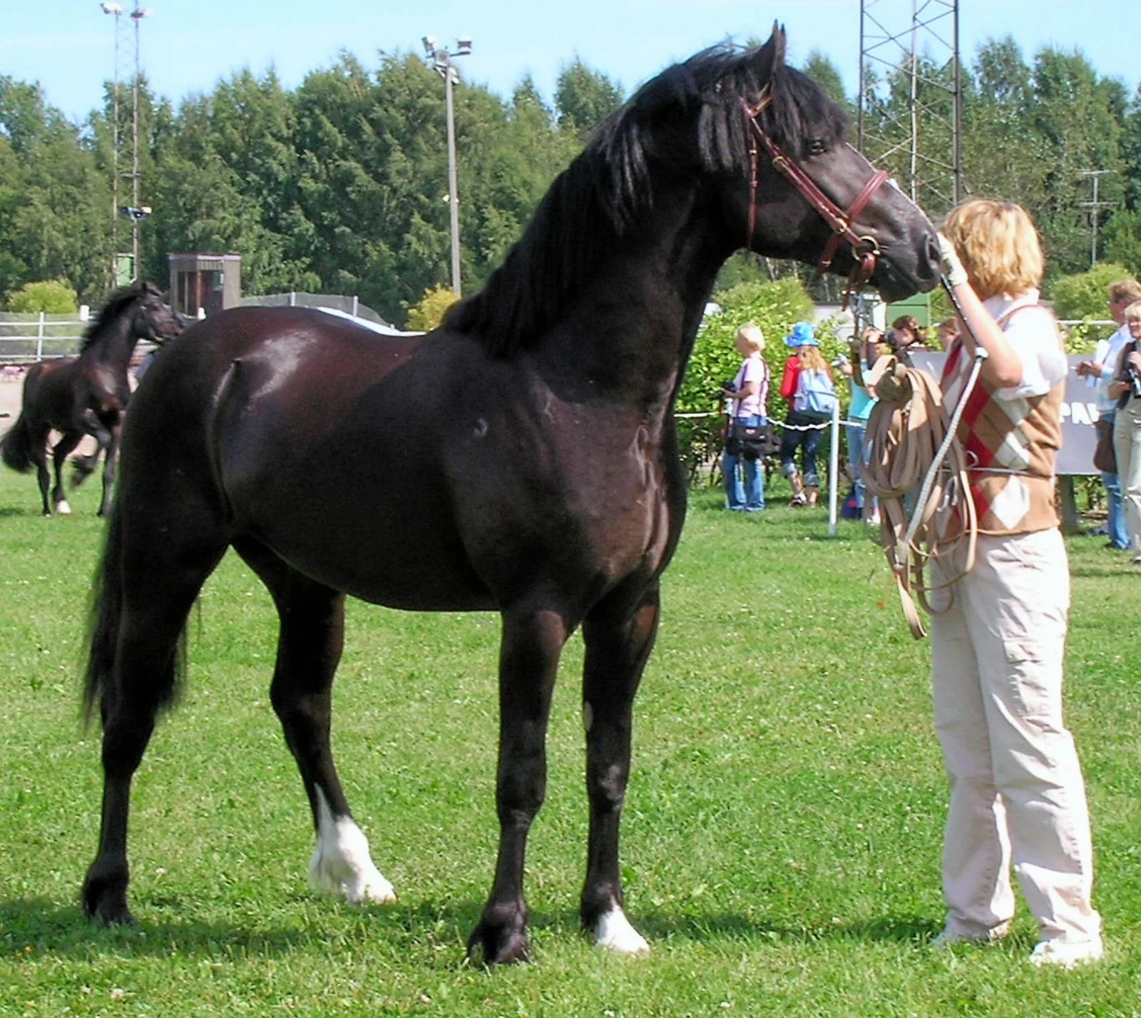 Schwarzer Welsh Cob der Sektion D bei einer Vorstellung
