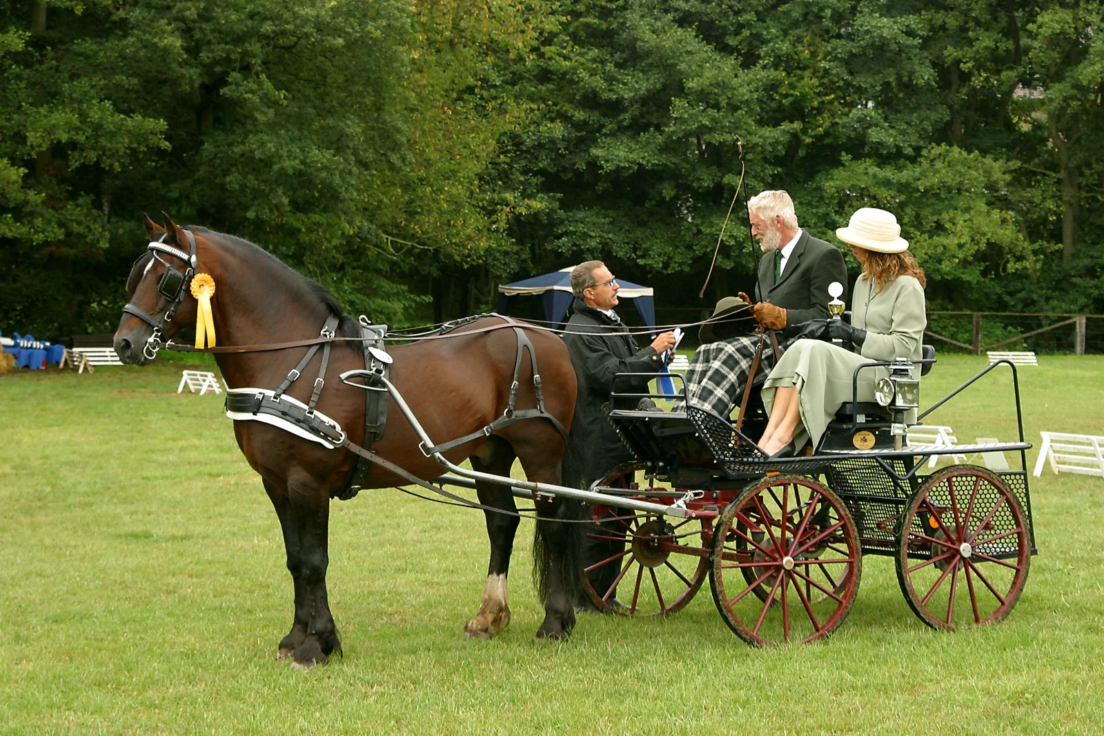 Welsh Cob vor einer Kutsche bei einer Veranstaltung