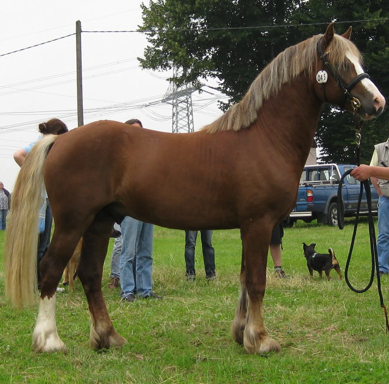 Dreijähriger Welsh Cob der Sektion D mit heller Mähne