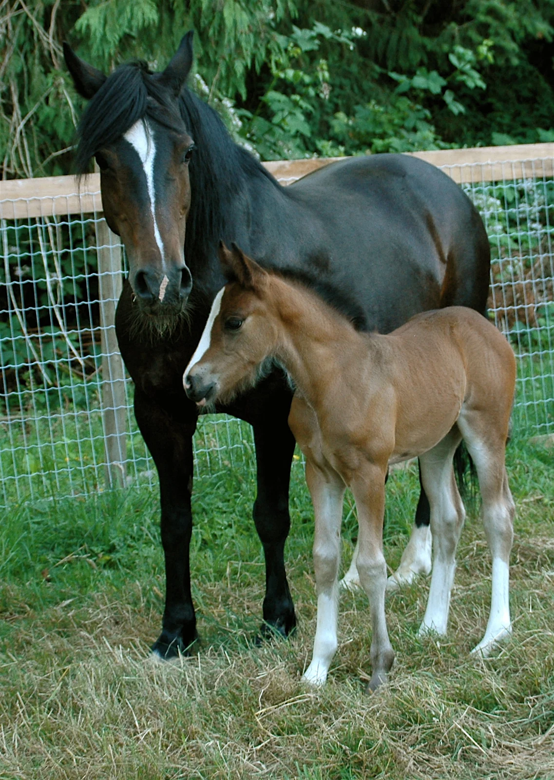 Schwarze Welsh-Cob-Stute mit ihrem Fohlen
