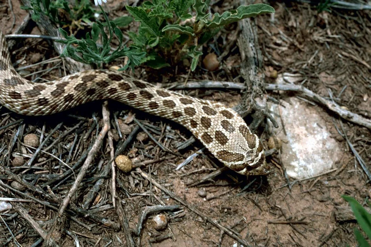 Western hognose snake among grass and twigs