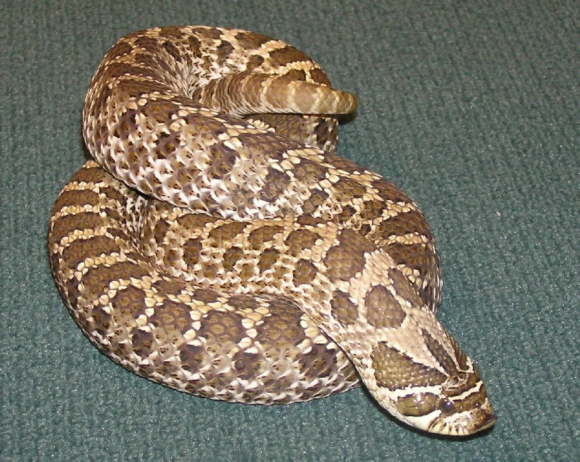 Western hognose snake flattening its neck in a defensive display