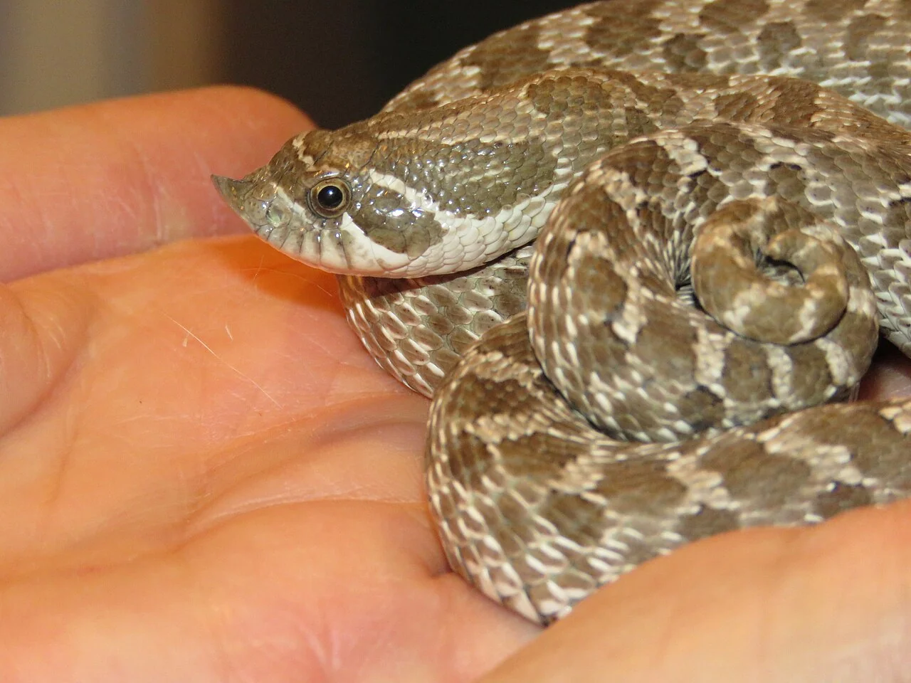 Western hognose snake head resting on a hand