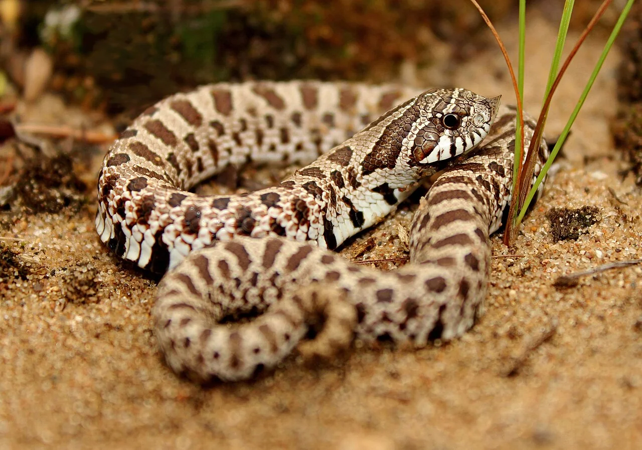 Western hognose snake on sandy ground