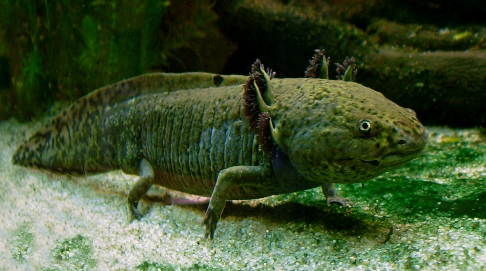 Axolotl scuro con branchie esterne sul fondo sabbioso