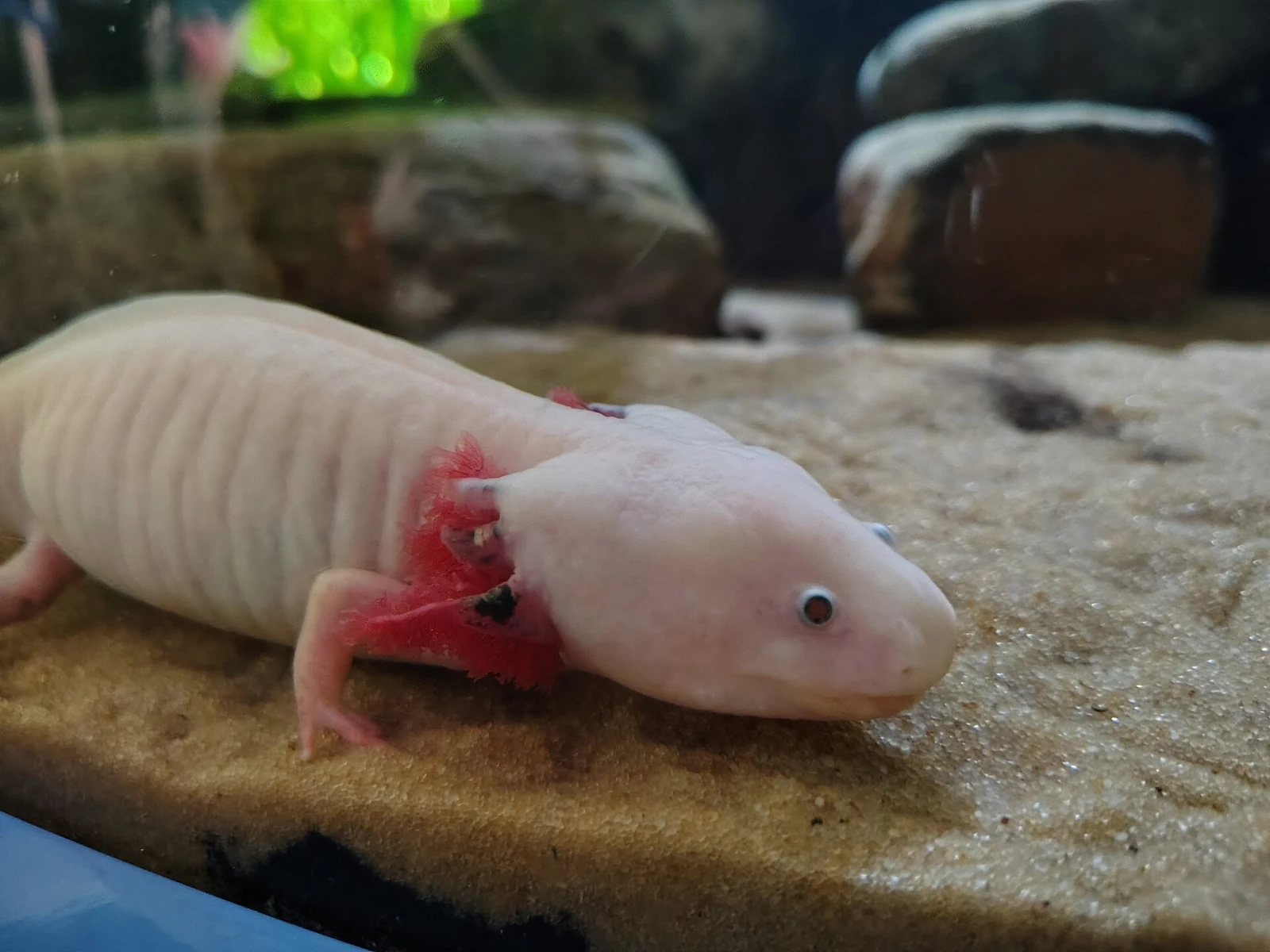 Axolotl chiaro con branchie esterne rosa in un acquario