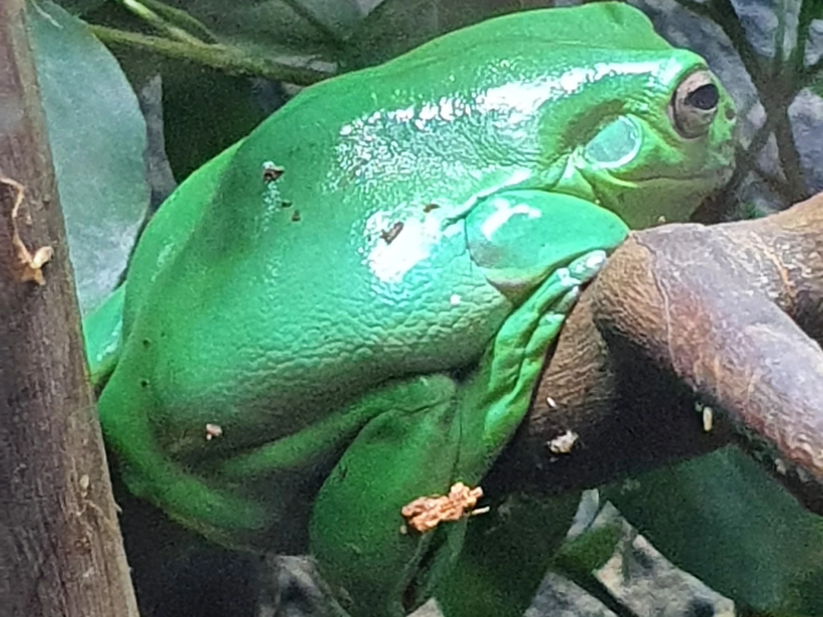 Grüner Korallenfinger-Laubfrosch zwischen Ästen