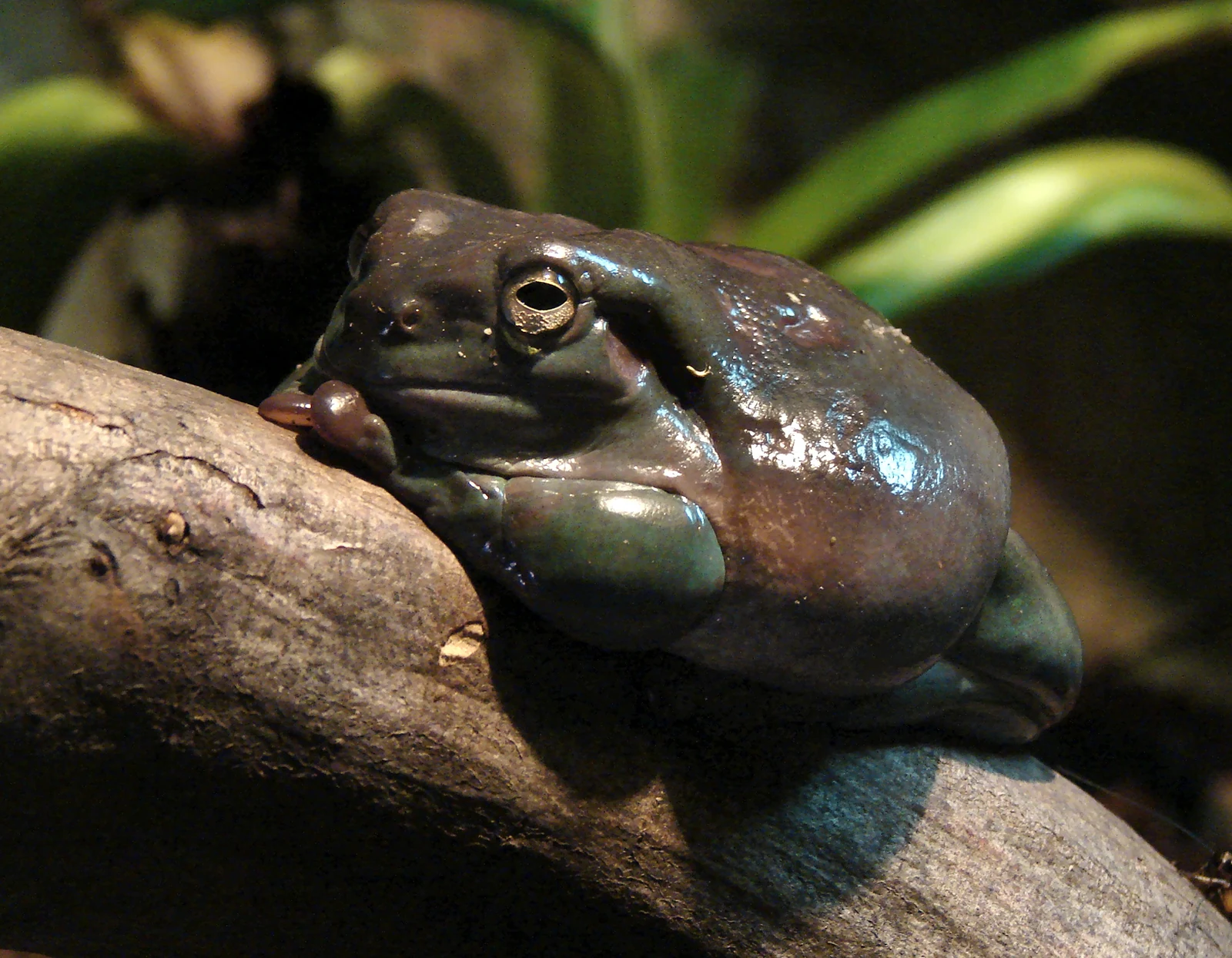 Dunkel gefärbter Korallenfinger-Laubfrosch auf einem Ast