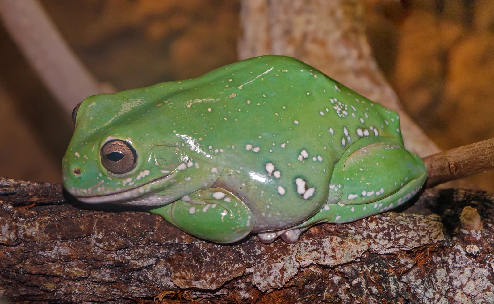 Green White’s tree frog with pale spots resting on a branch