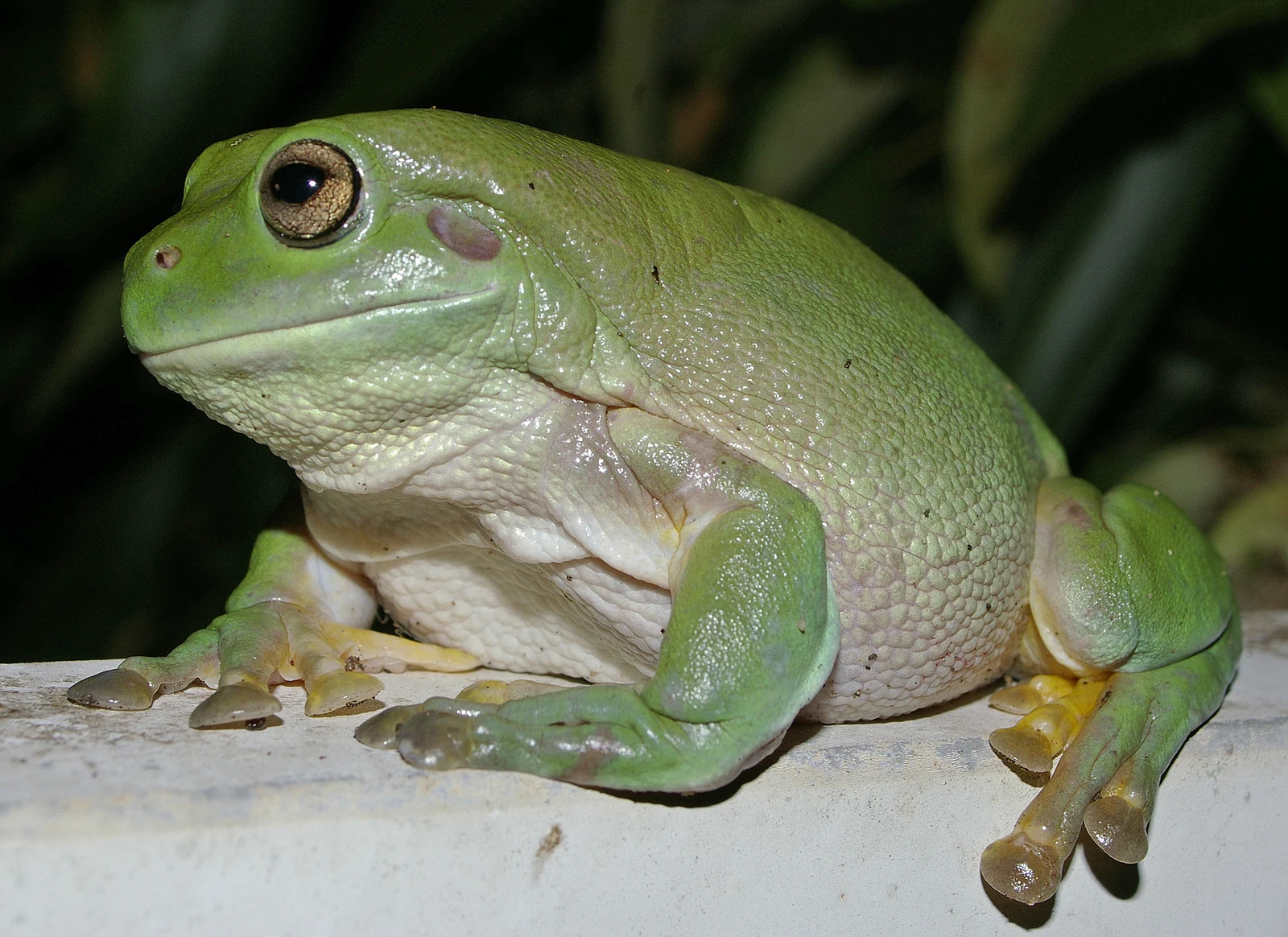 Green White’s tree frog with clearly visible toe pads on a pale surface