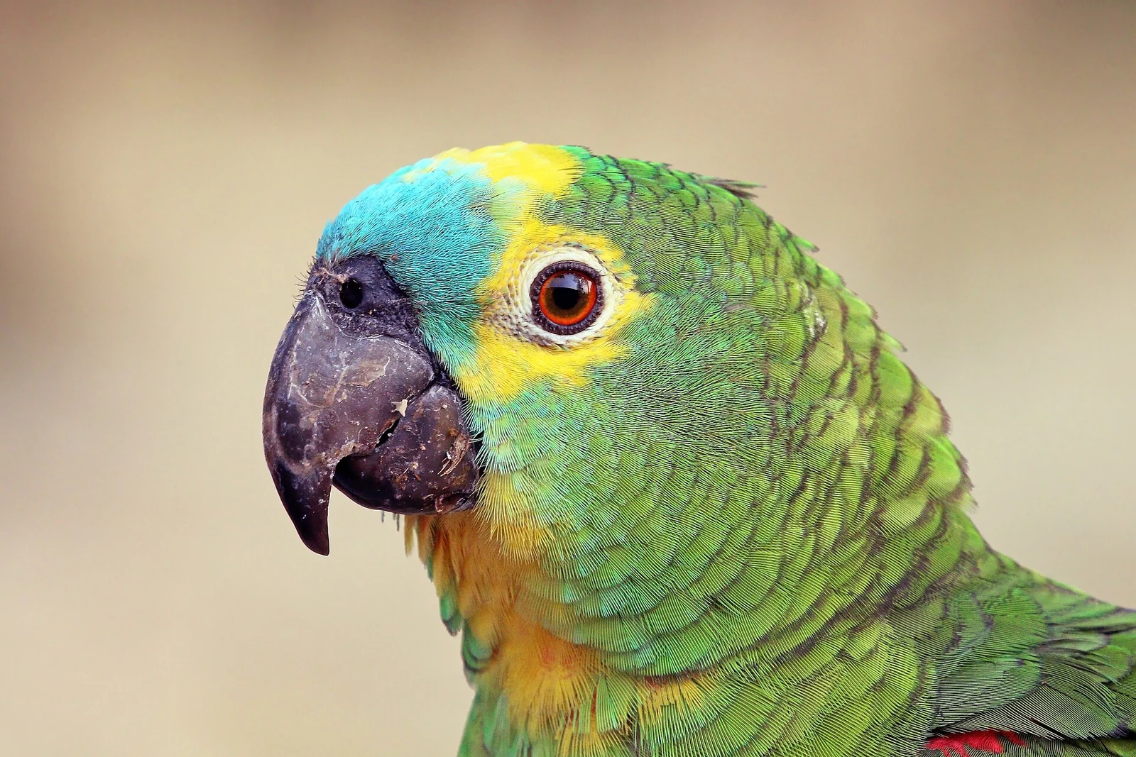 Blue-fronted Amazon head showing a blue forehead and yellow facial patches