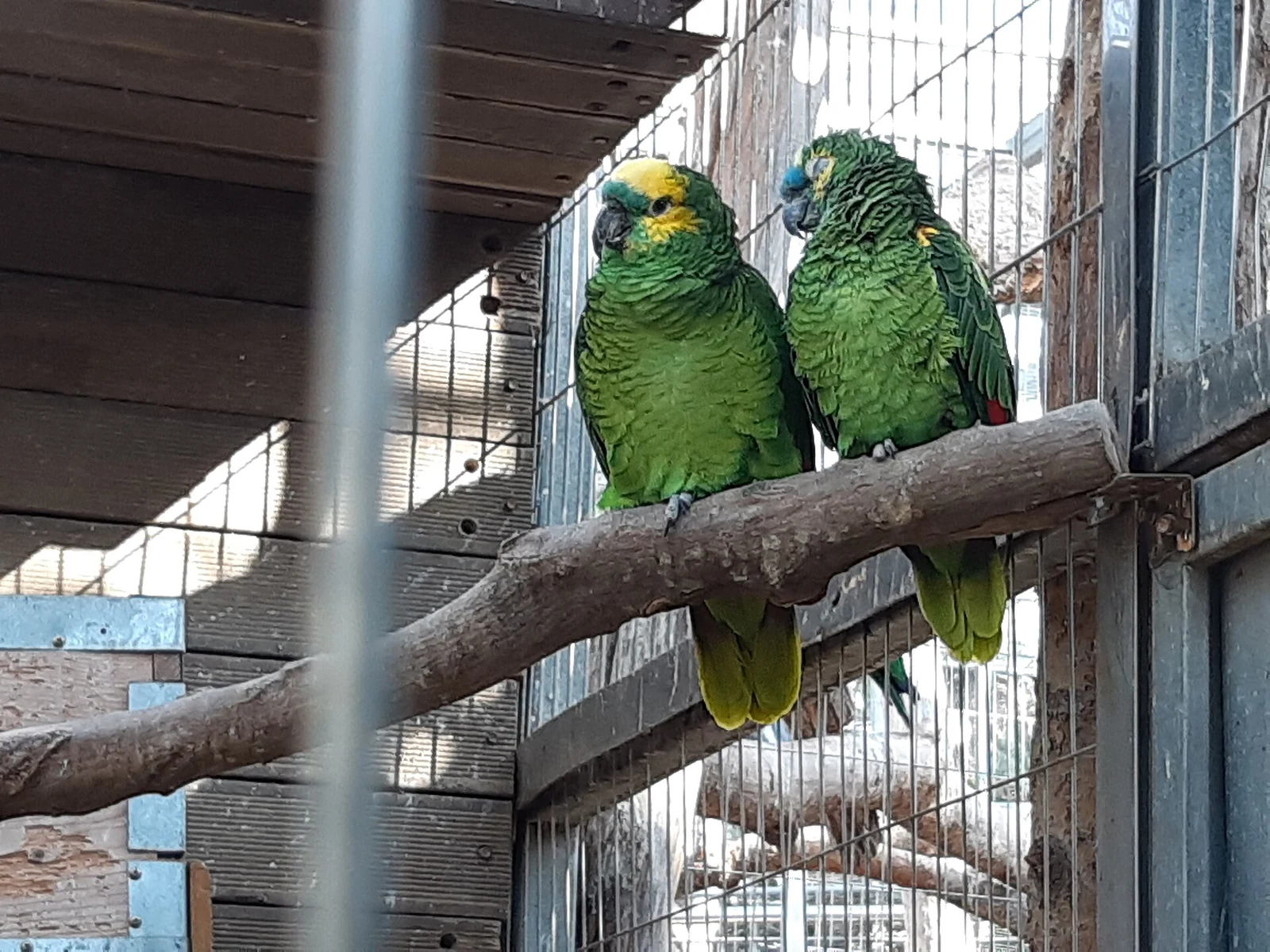 Two blue-fronted Amazons sharing a branch at Gyeongju Bird Park