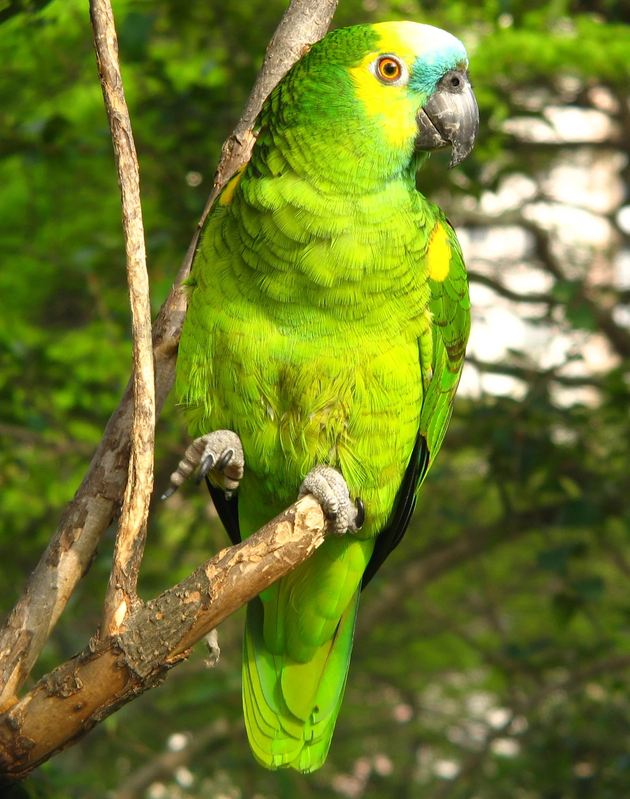 Blue-fronted Amazon perched on a branch with one foot raised