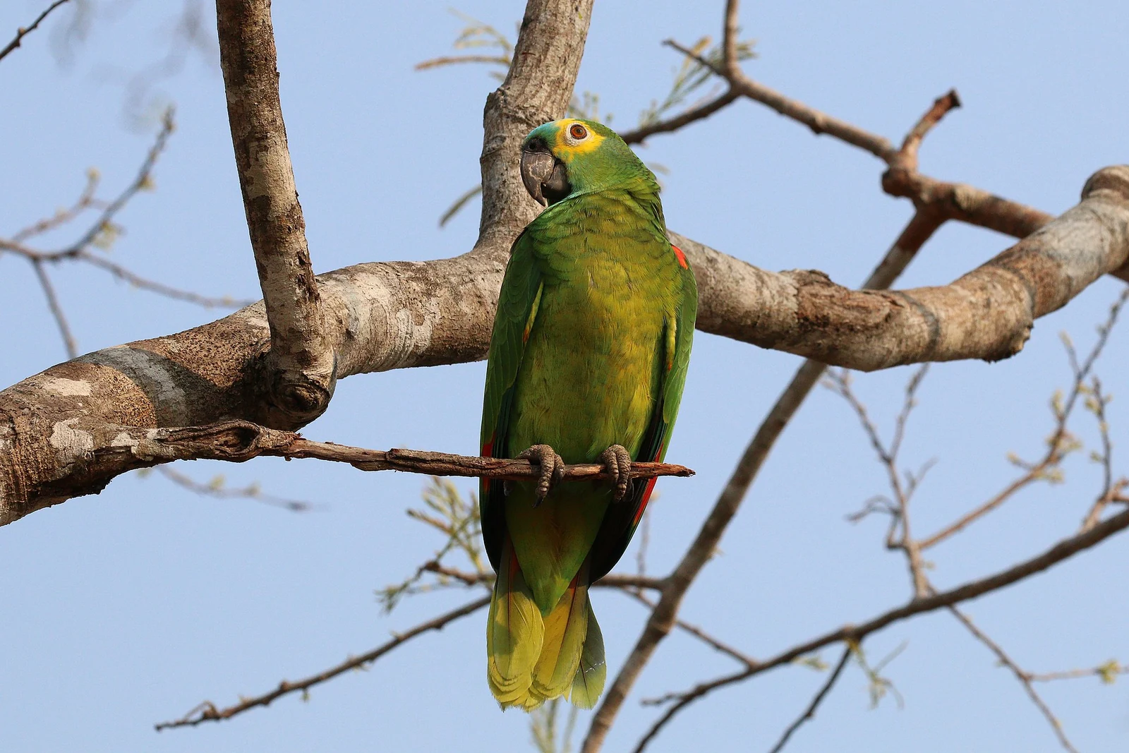 Blue-fronted Amazon perched on a branch in the Pantanal, Brazil