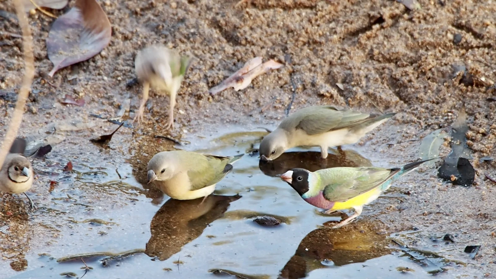 Adult-coloured Gouldian finch with other finches at a natural waterhole