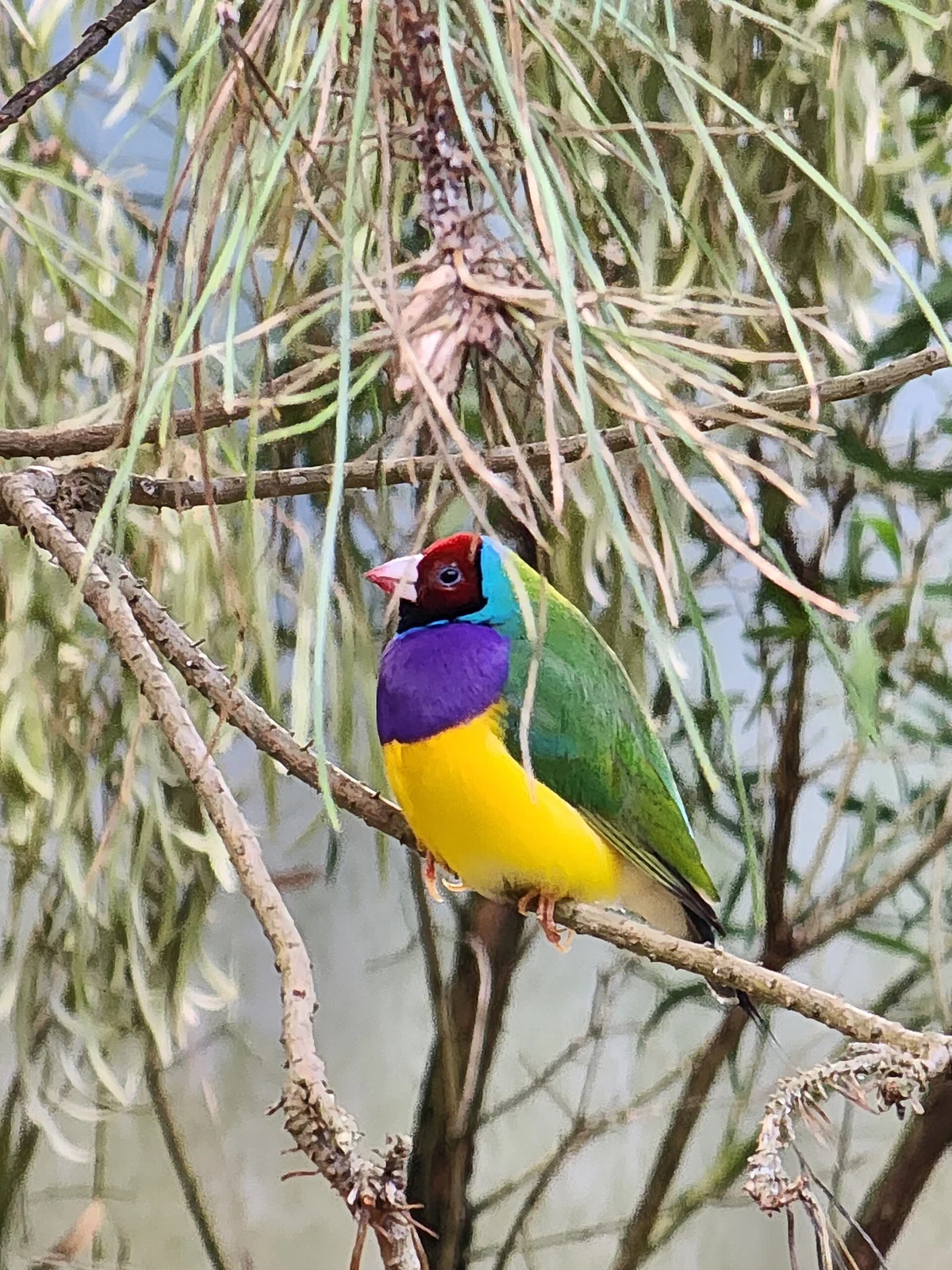 Red-headed Gouldian finch among thin branches at Auckland Zoo