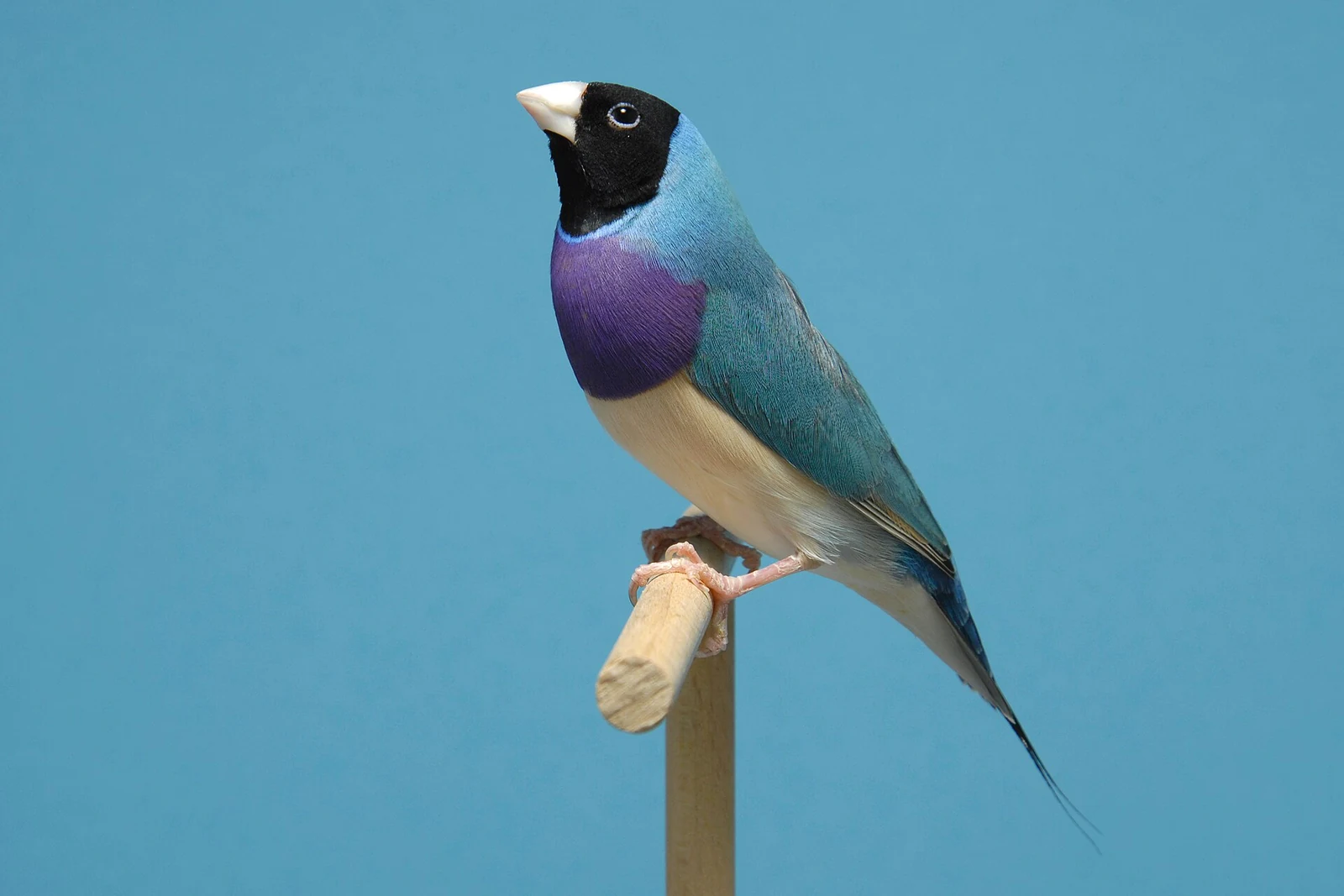 Blue colour variety of a Gouldian finch with a black head on a wooden perch