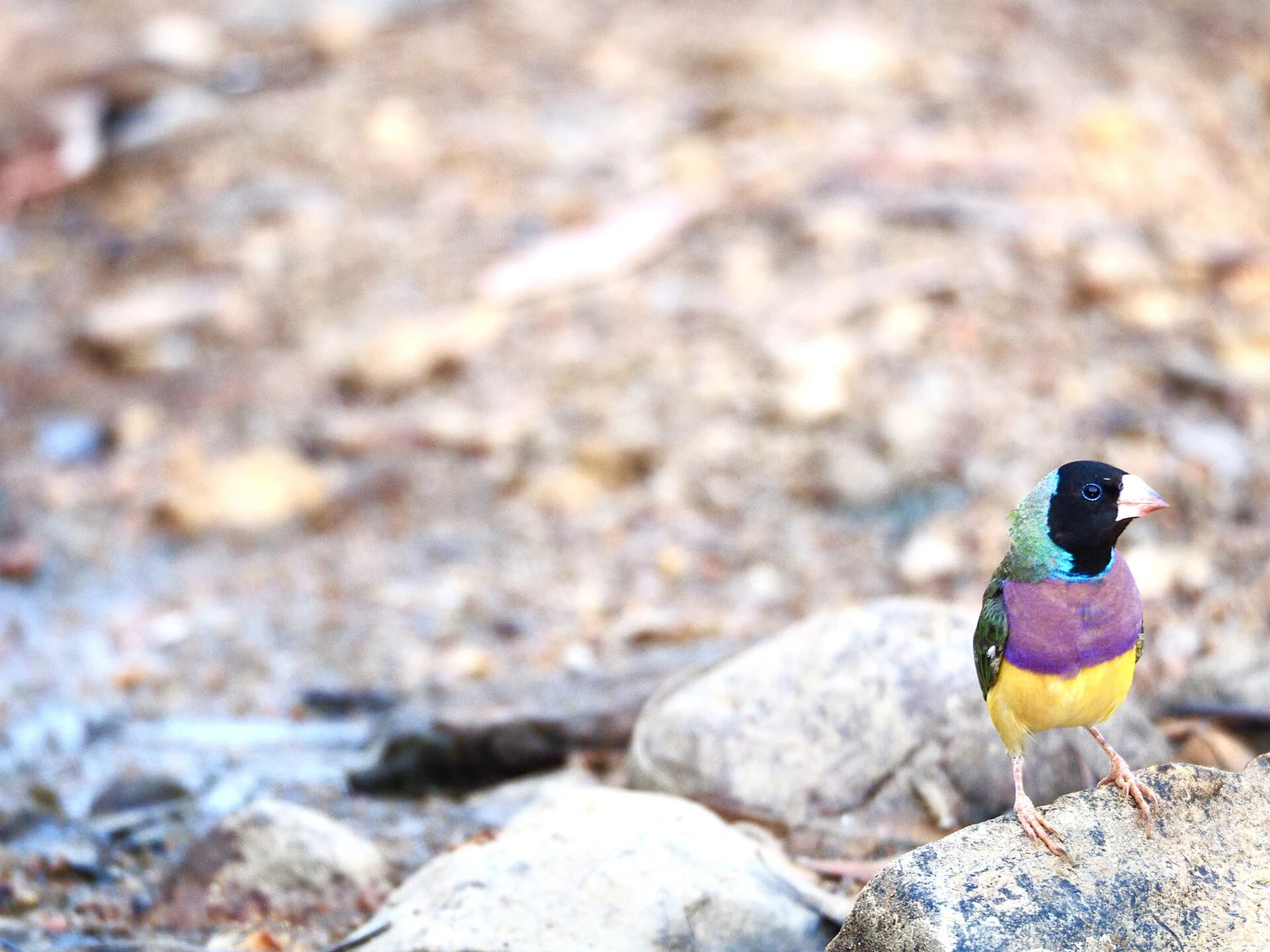 Black-headed Gouldian finch on a rock by the Fergusson River, Australia