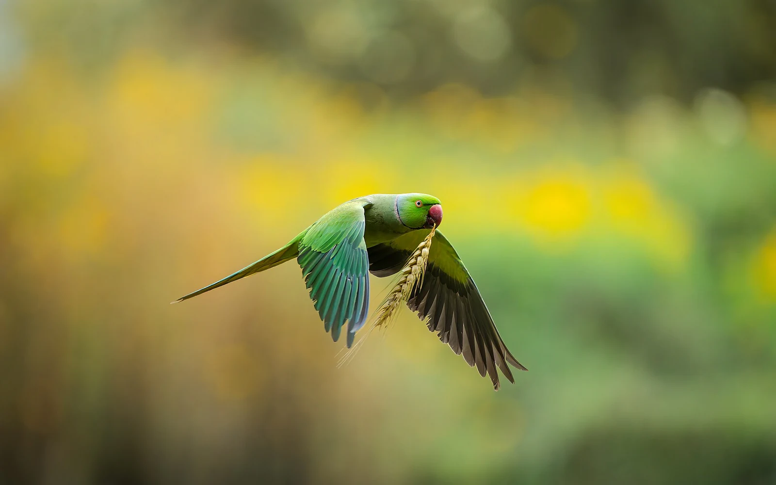 Rose-ringed parakeet in flight with plant material in its beak