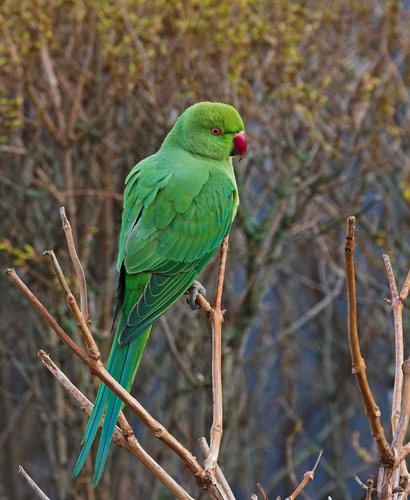 Female rose-ringed parakeet perched on a thin branch in Mannheim