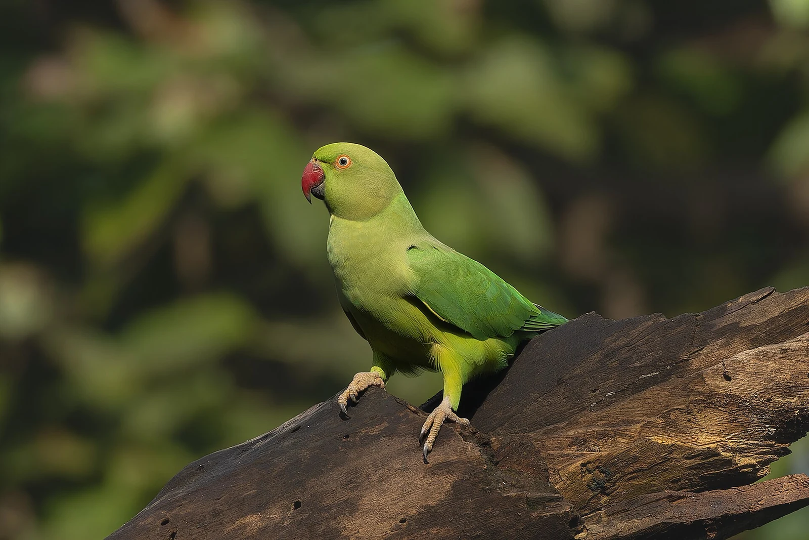 Rose-ringed parakeet perched on a tree trunk in Rabindra Sarobar