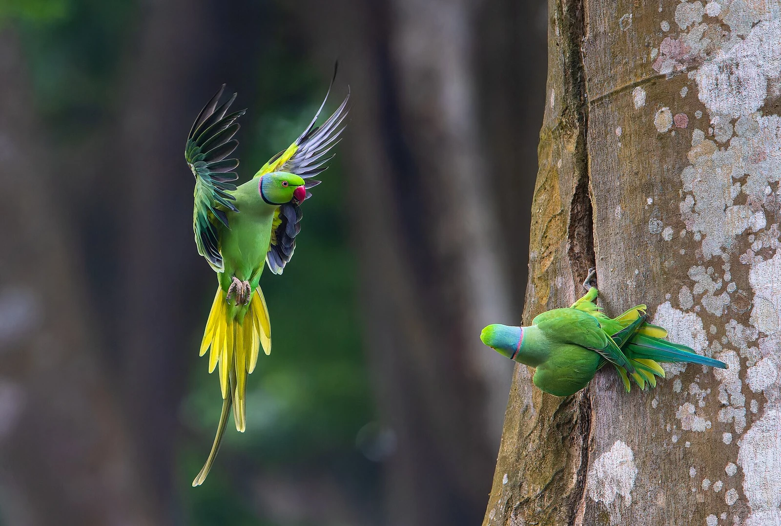 Two rose-ringed parakeets at a tree trunk, one with its wings spread