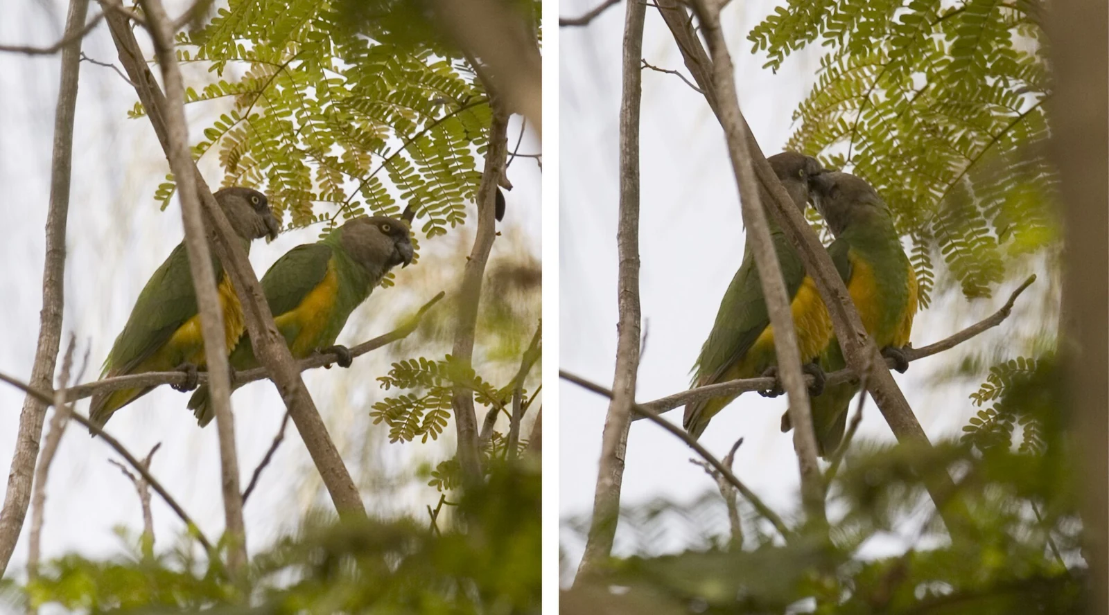 Sequence showing two Senegal parrots perched in Hann Park, Senegal