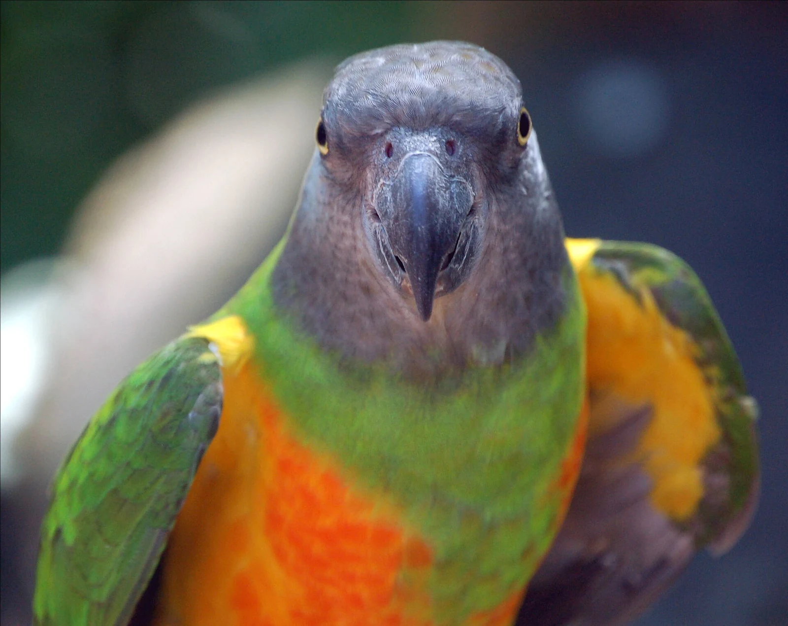 Front view of a Senegal parrot with a grey head and orange-yellow belly
