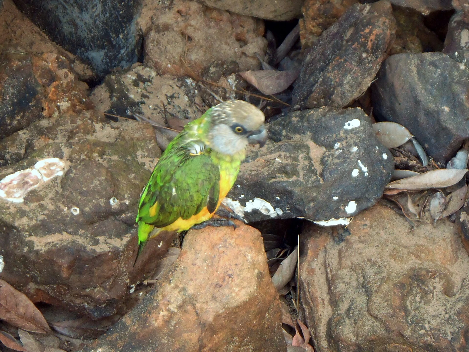 Senegal parrot standing on rocks on Rubane Island, Guinea-Bissau