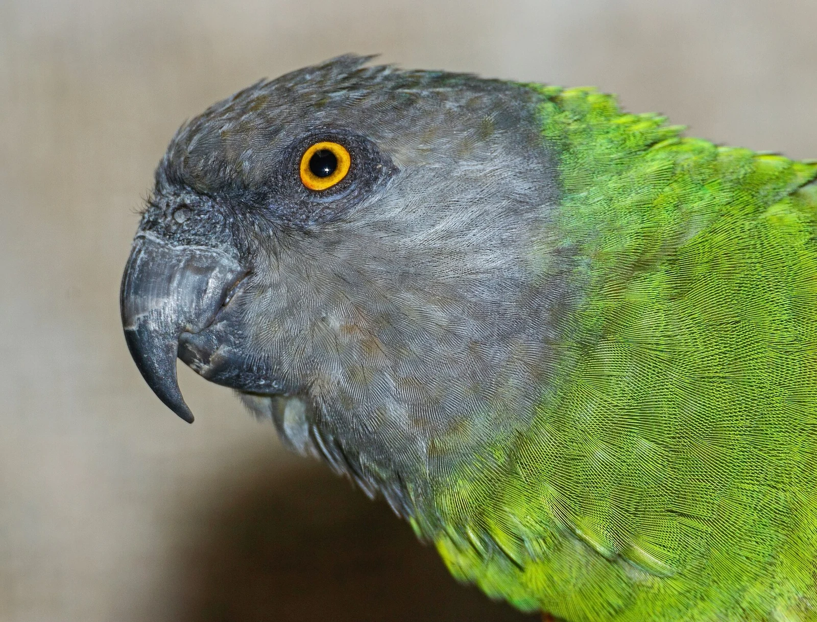 Senegal parrot head with grey feathers and a yellow iris