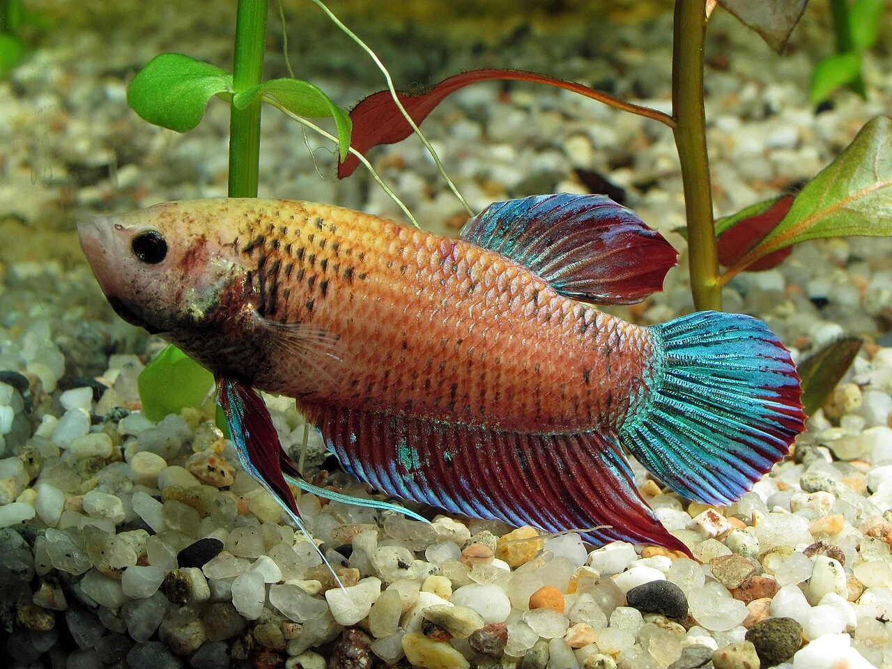 Orangefarbener weiblicher Kampffisch im Aquarium