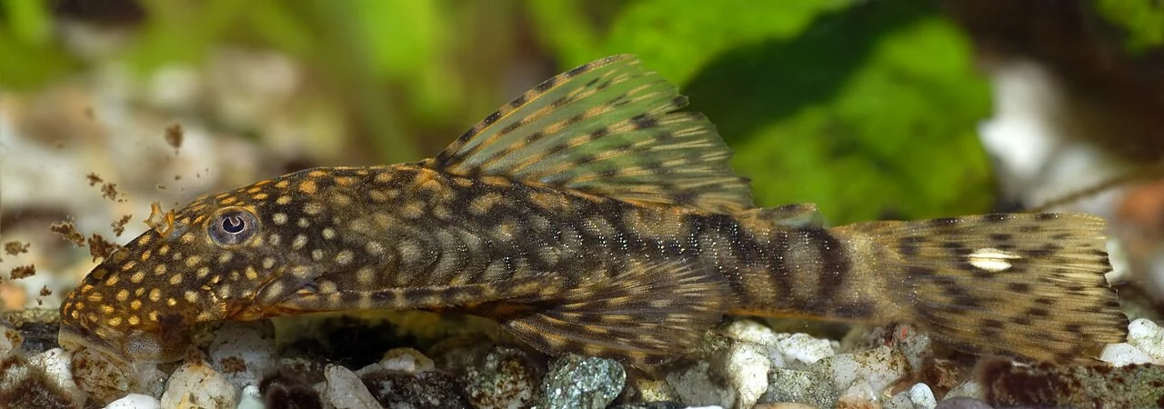Antennenwels im Seitenprofil