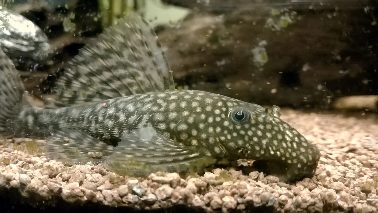 Antennenwels ruht auf Kies im Aquarium