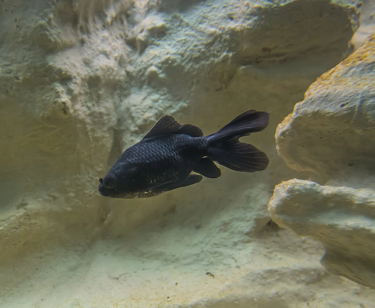 Schwarzer Teleskop-Goldfisch im Wasser